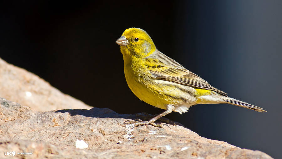 Yellow Canary Bird On Cliff Wallpaper