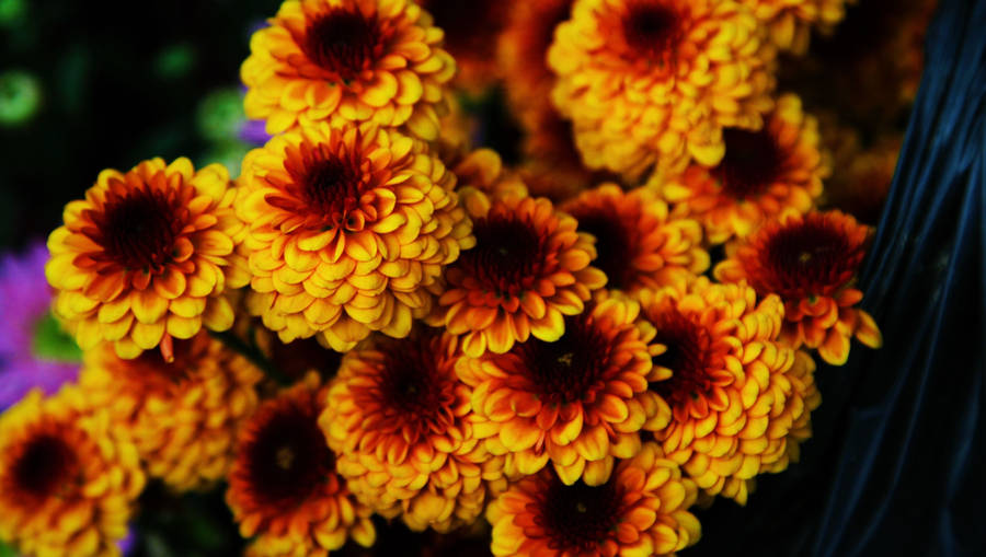 Yellow Chrysanthemums Full Screen 4k Flowers Wallpaper