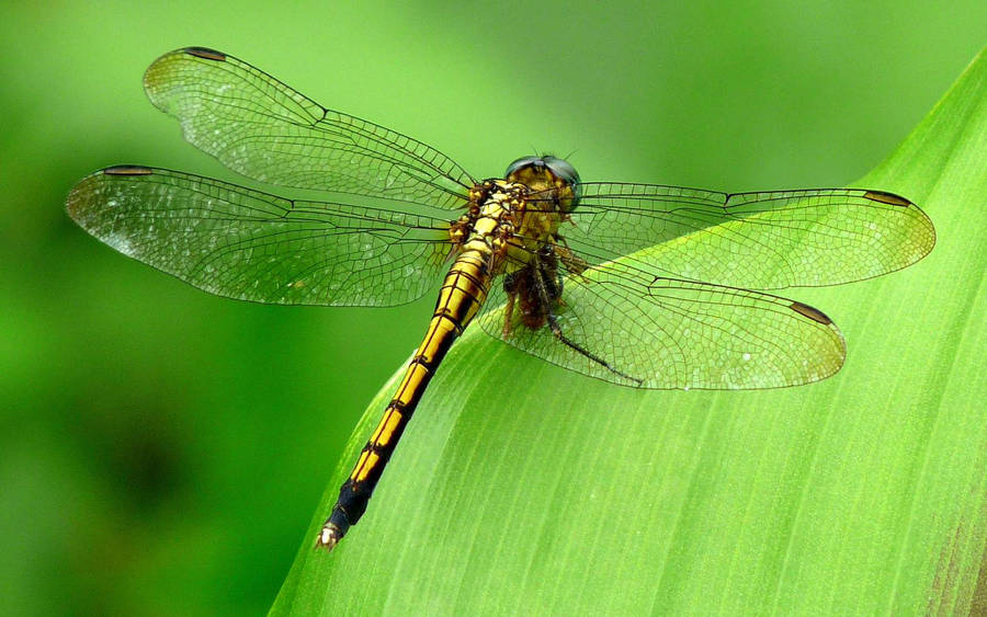 Yellow Common Clubtail Dragonfly Wallpaper