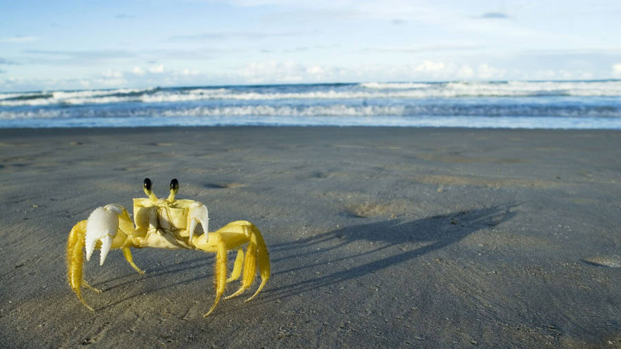 Yellow Crab In Beach Wallpaper