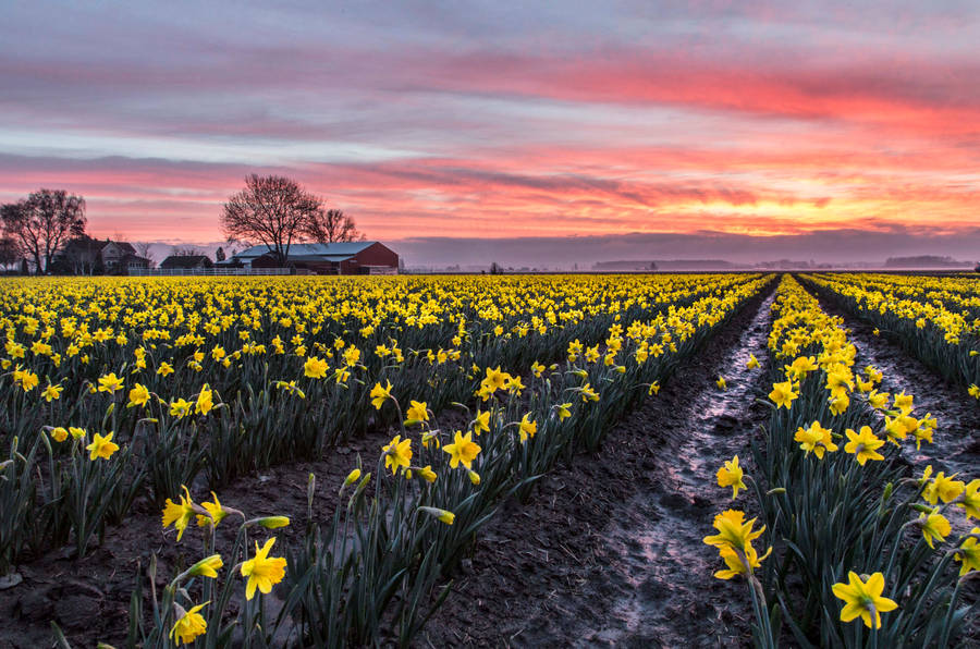 Yellow Daffodils Flower Field Wallpaper