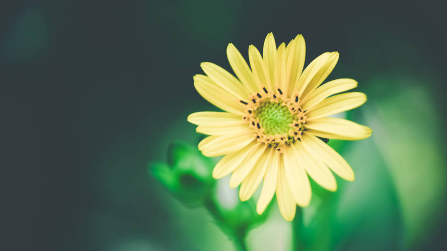 Yellow Daisy 4k Wallpaper