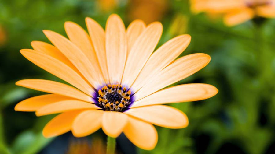 Yellow Daisy Flower 4k Wallpaper