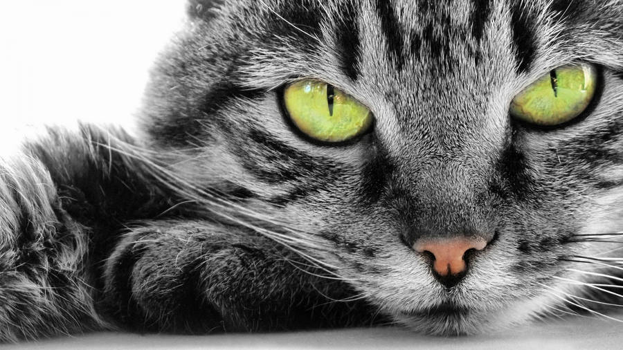 Yellow-eyed Cat Computer Wallpaper