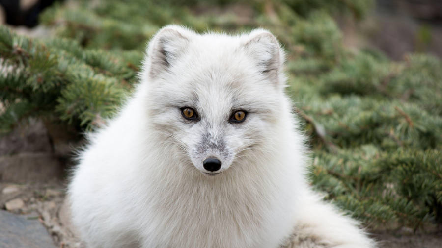 Yellow-eyed White Fox Wallpaper