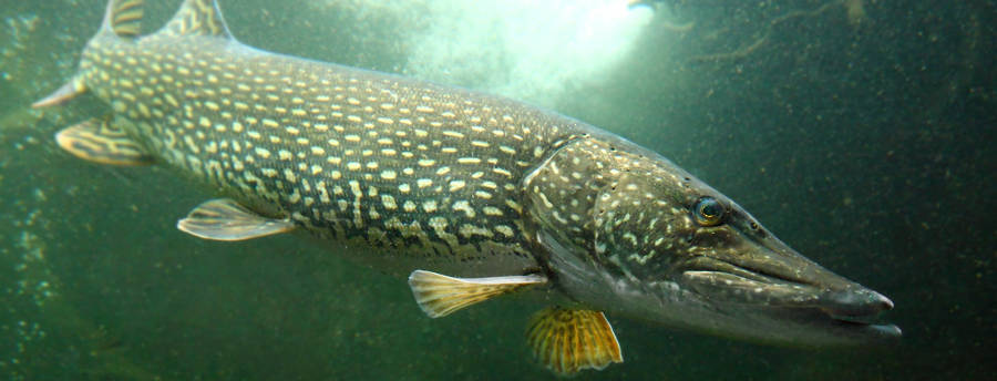 Yellow-finned Pike Wallpaper