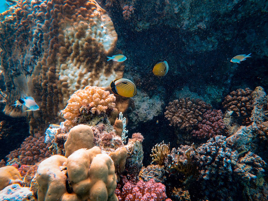 Yellow Fish Coral Wallpaper