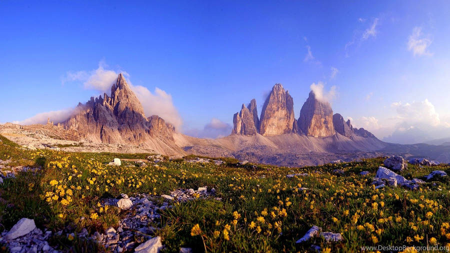 Yellow Flower Mountain Field Wallpaper