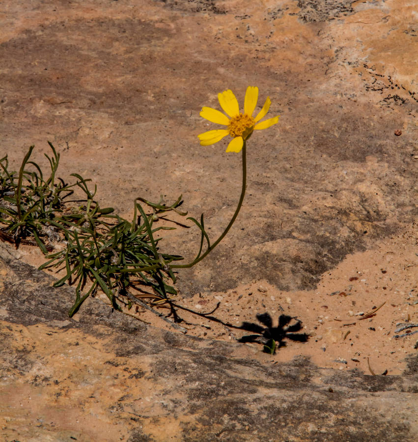 Yellow Flower On Brown Sand Wallpaper