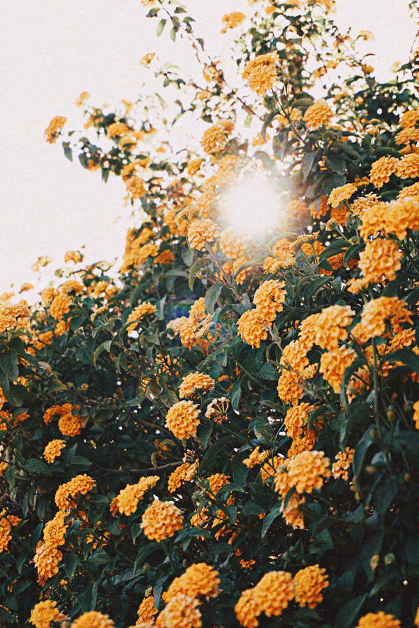 Yellow Flowers Vsco Cover Wallpaper