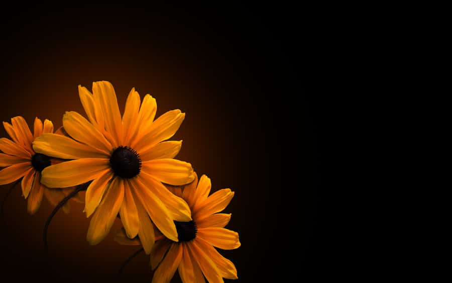 Yellow Flowers With Black Center Wallpaper