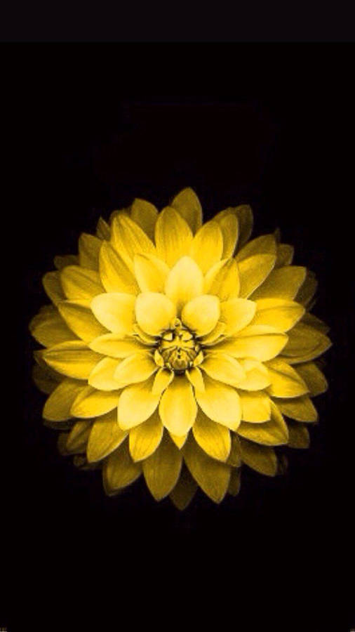 Yellow Glowing Dahlia Pinnata Apple Flower Wallpaper