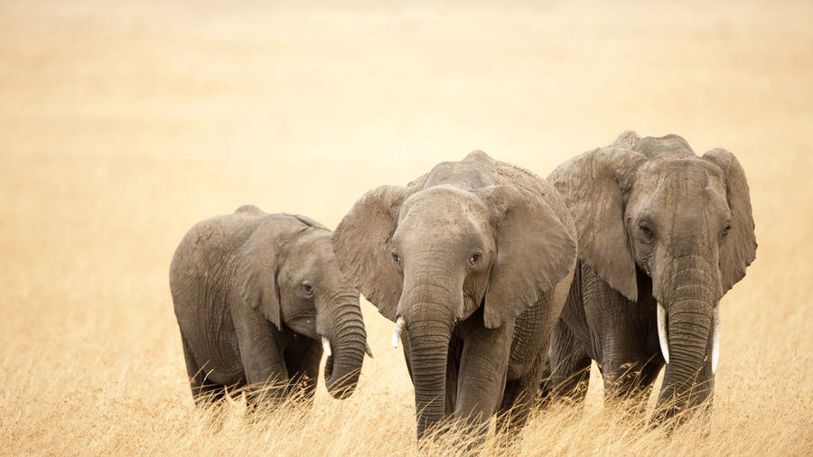 Yellow Grass With Elephant Family Wallpaper