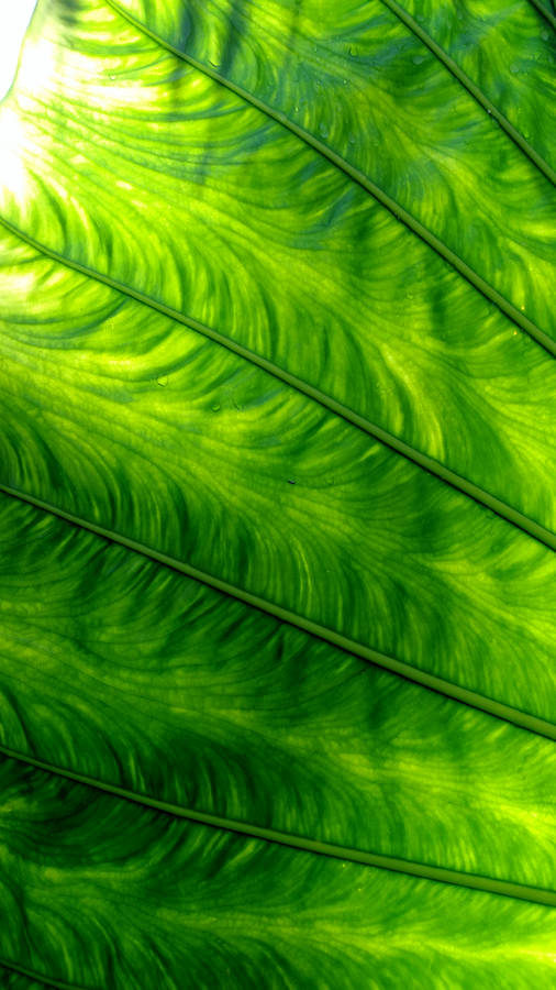 Yellow Green Leaves Hd Phone Wallpaper