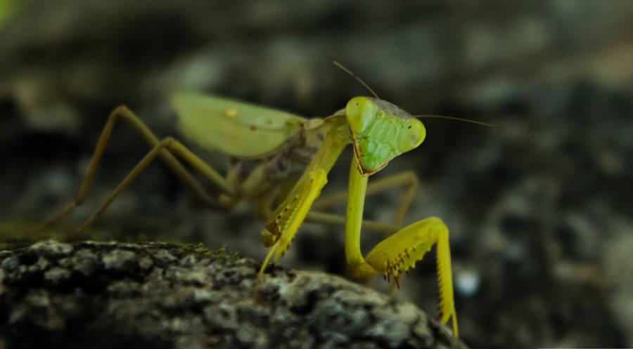 Yellow Green Praying Mantis Wallpaper