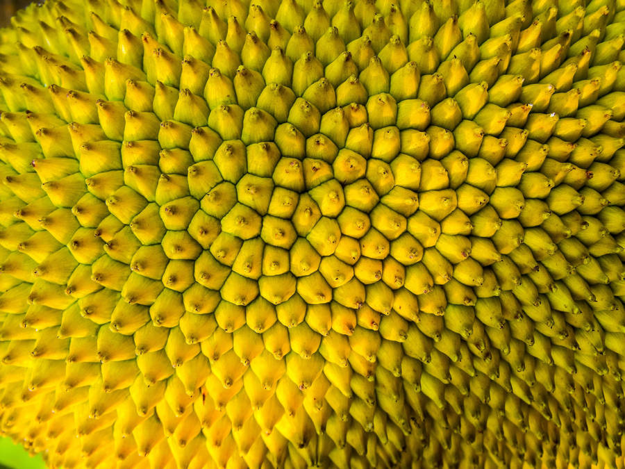 Yellow Green Ripe Jackfruit Wallpaper