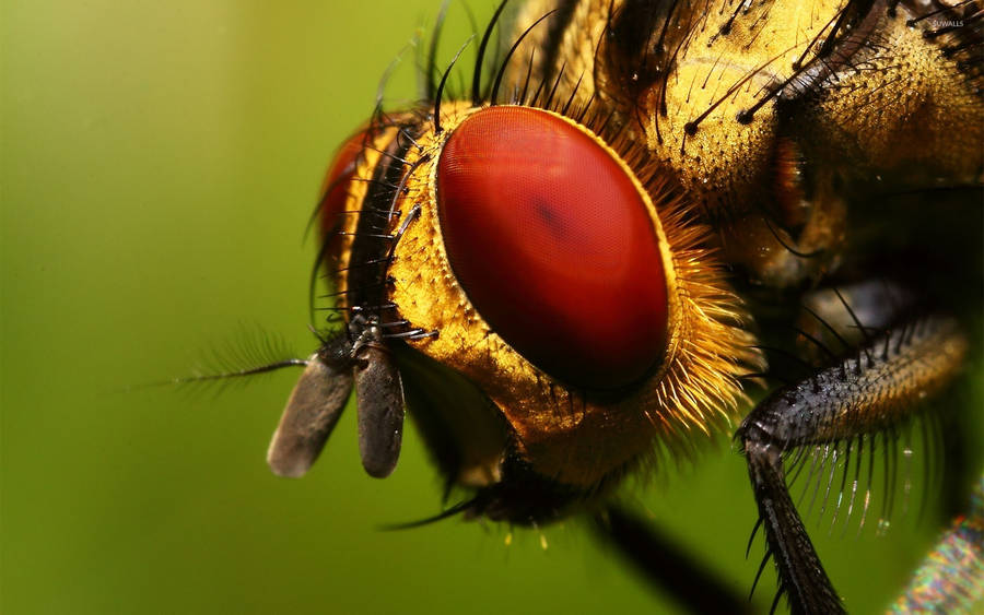 Yellow Head Fly Wallpaper