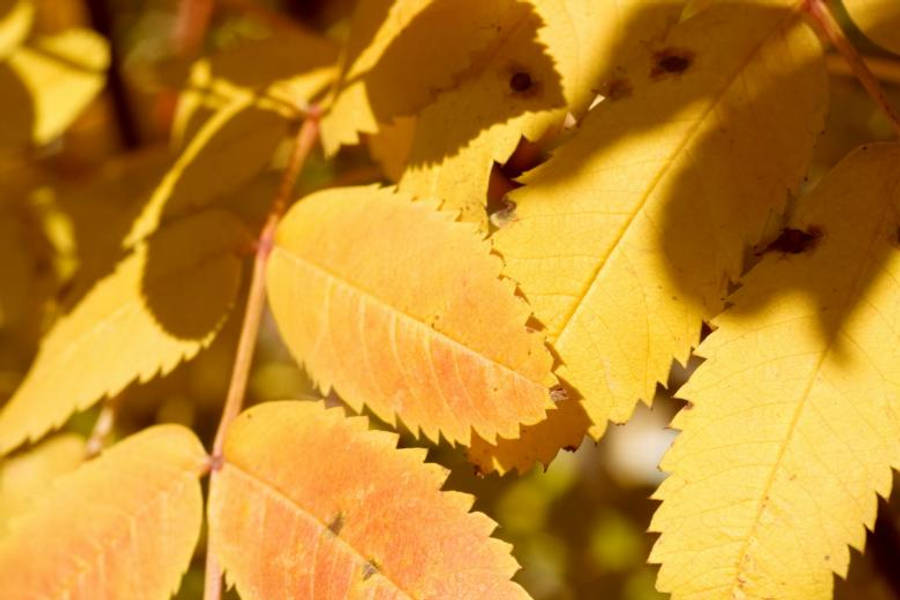 Yellow Leaves Beautiful Autumn Desktop Wallpaper