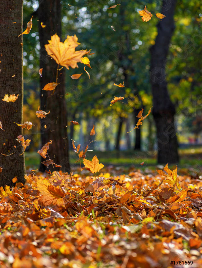 Yellow Leaves Fall Iphone Wallpaper