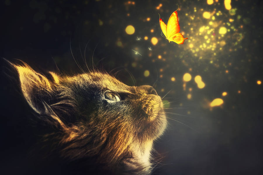 Yellow Light Cute Cat Hd Wallpaper