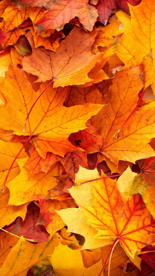 Yellow Maple Leaves Fall Iphone Wallpaper