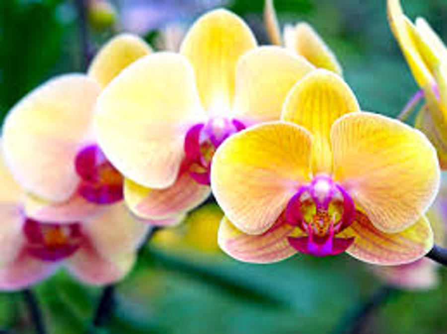 Yellow Moth Orchid Variety Wallpaper