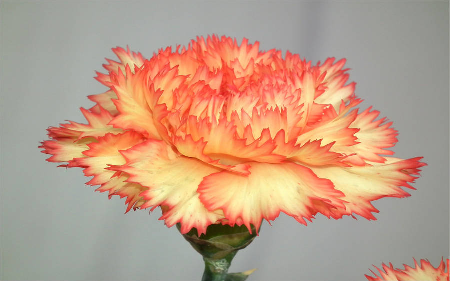 Yellow Orange Carnation Wallpaper