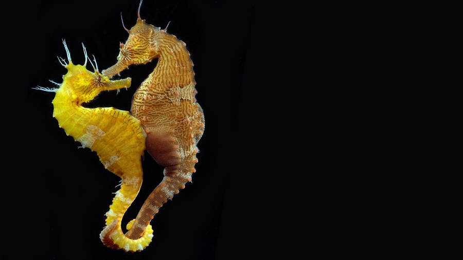 Yellow Orange Seahorse Lovers Wallpaper