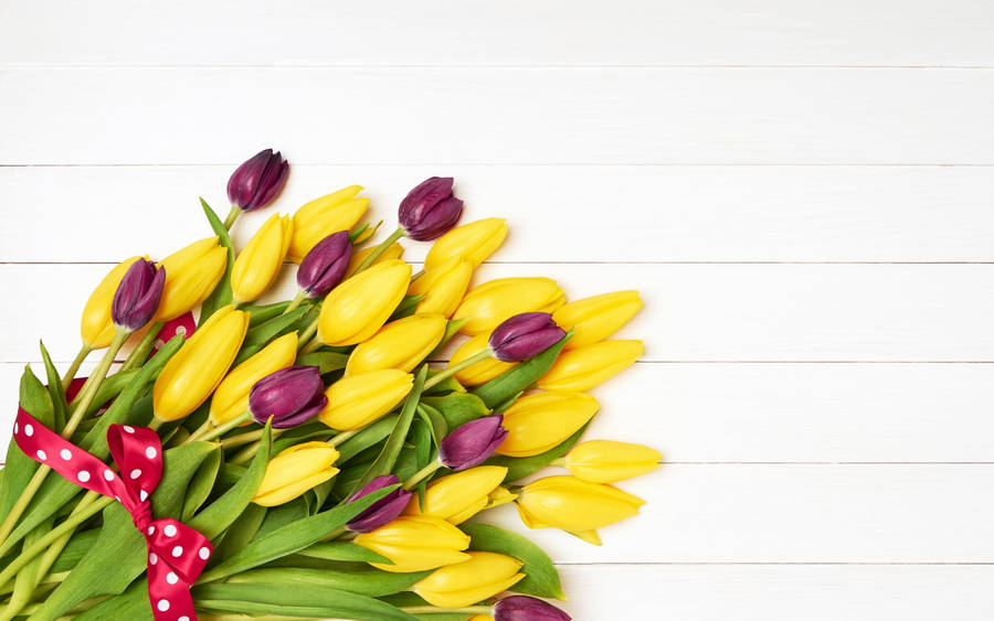 Yellow Purple Tulips Beautiful Flower Wallpaper