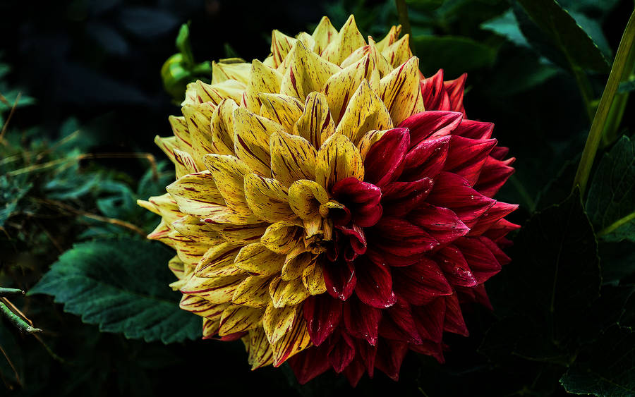 Yellow Red Beautiful Flower Wallpaper