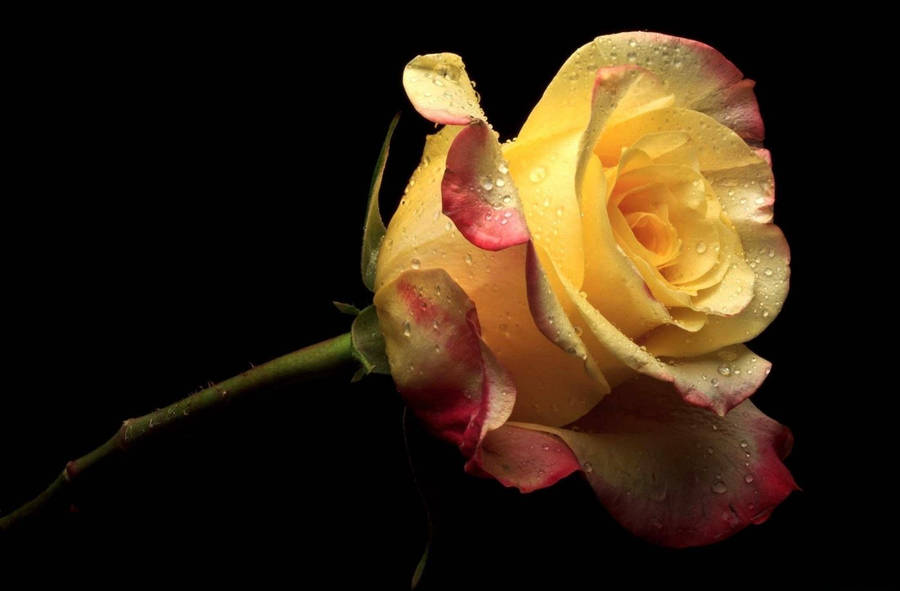 Yellow Rose Droplets Wallpaper