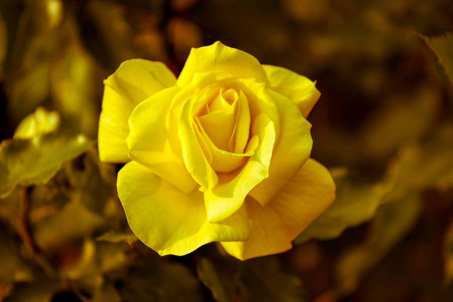 Yellow Rose Flower Wallpaper