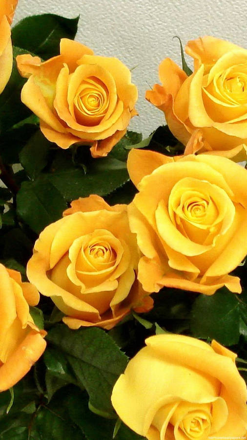 Yellow Rose Iphone Wallpaper