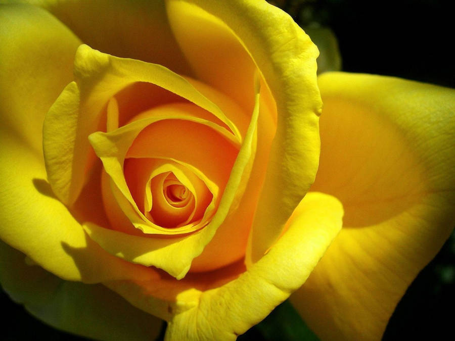 Yellow Rose Shadows Wallpaper