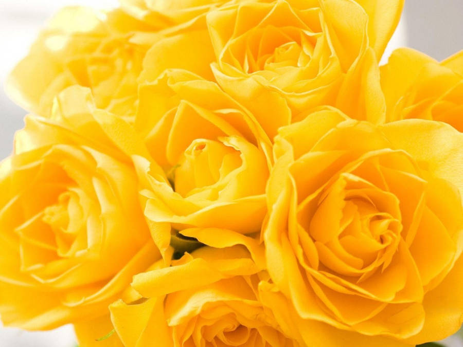 Yellow Rose Vibrant Wallpaper