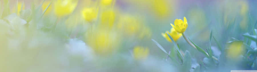 Yellow Spring Dual Screen Wallpaper