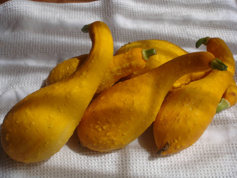 Yellow Squash Fruits With Wrinkly Skins Wallpaper