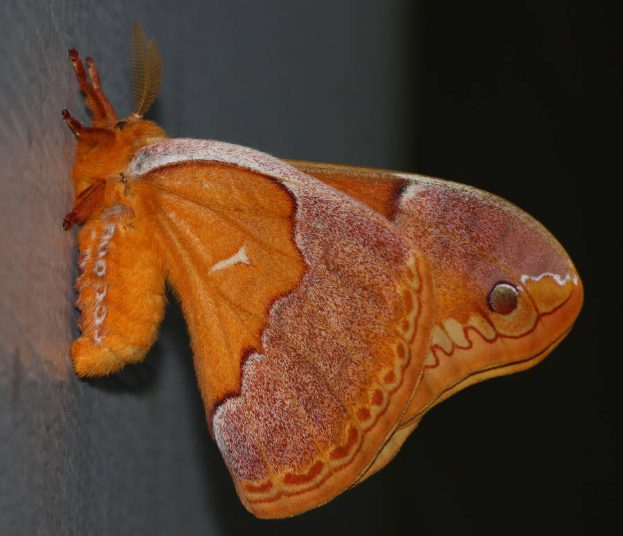 Yellow Sweetbay Silkmoth Beautiful Nature Wallpaper