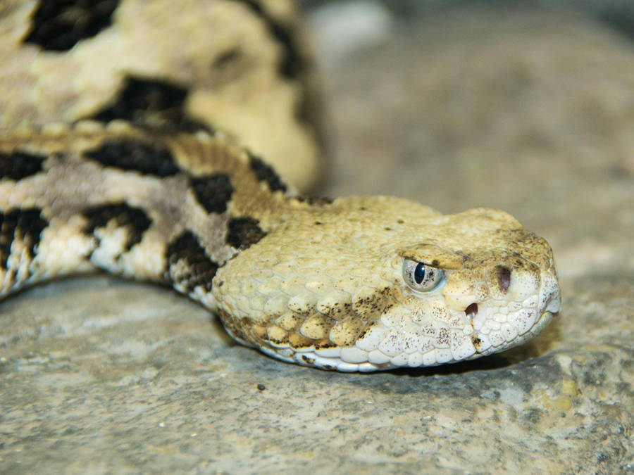 Yellow Timber Rattler Snake Closer Look Wallpaper