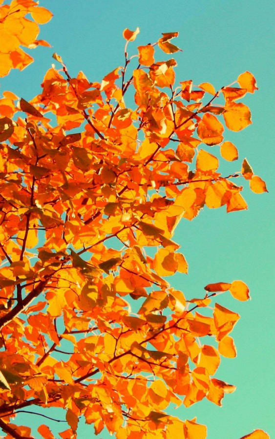 Yellow Tree And Sky Fall Iphone Wallpaper