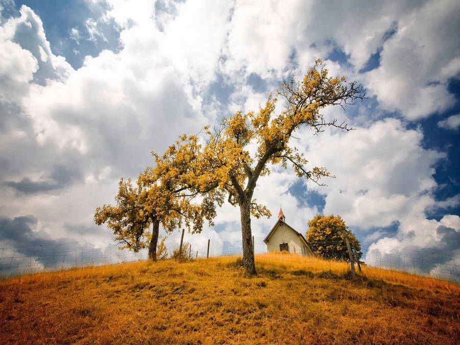 Yellow Trees On The Hillside Wallpaper