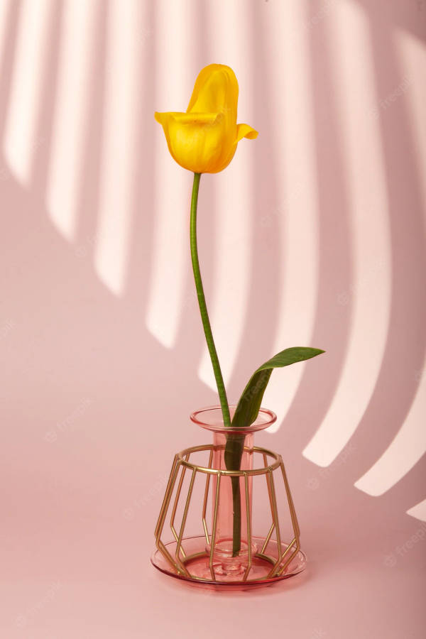Yellow Tulip In Vase Spring Iphone Wallpaper