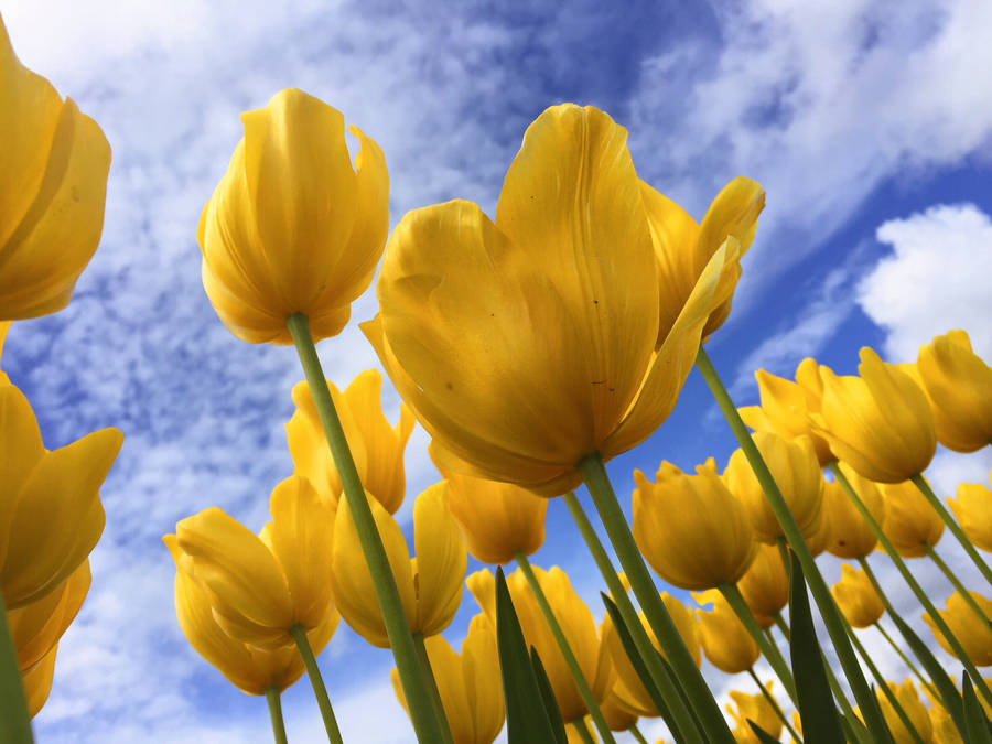 Yellow Tulips Under The Sky Wallpaper