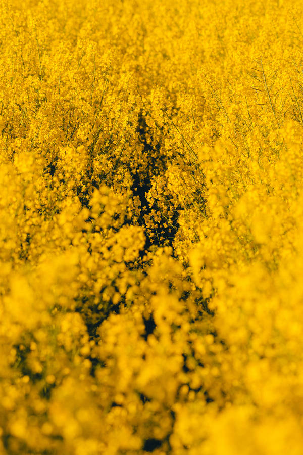 Yellow Wildflowers Field Wallpaper