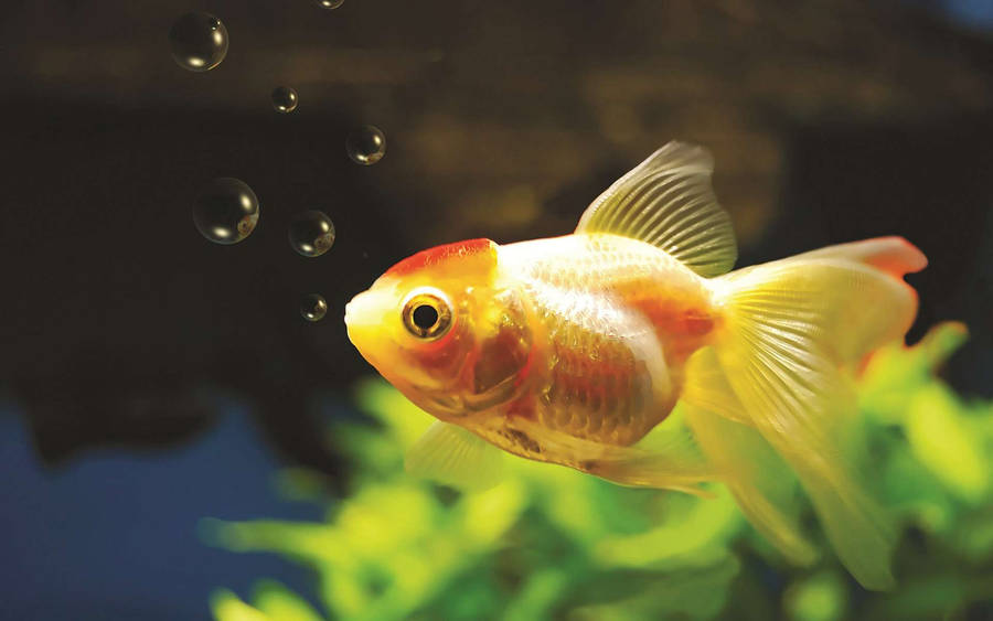 Yellowish Fancy Goldfish Wallpaper