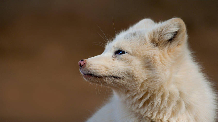 Yellowish White Fox Close-up Wallpaper