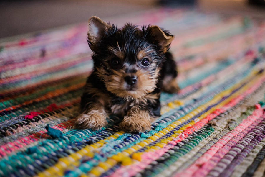 Yorkie Puppy Dog On Floor Rug Wallpaper