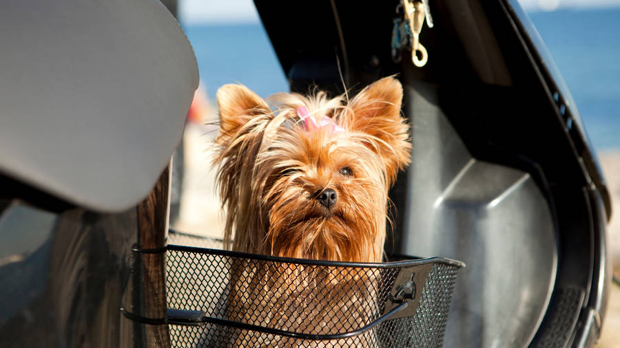 Yorkshire Terrier Car Ride Wallpaper