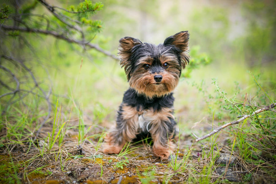 Yorkshire Terrier Cute Smirk Wallpaper