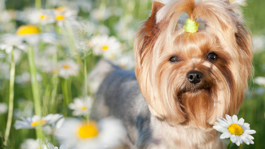 Yorkshire Terrier In Daisy Garden Wallpaper